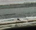 A fly. Photo by Kevin D. Hendricks
